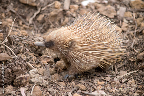 the short nosed  echidna  is looking for ants