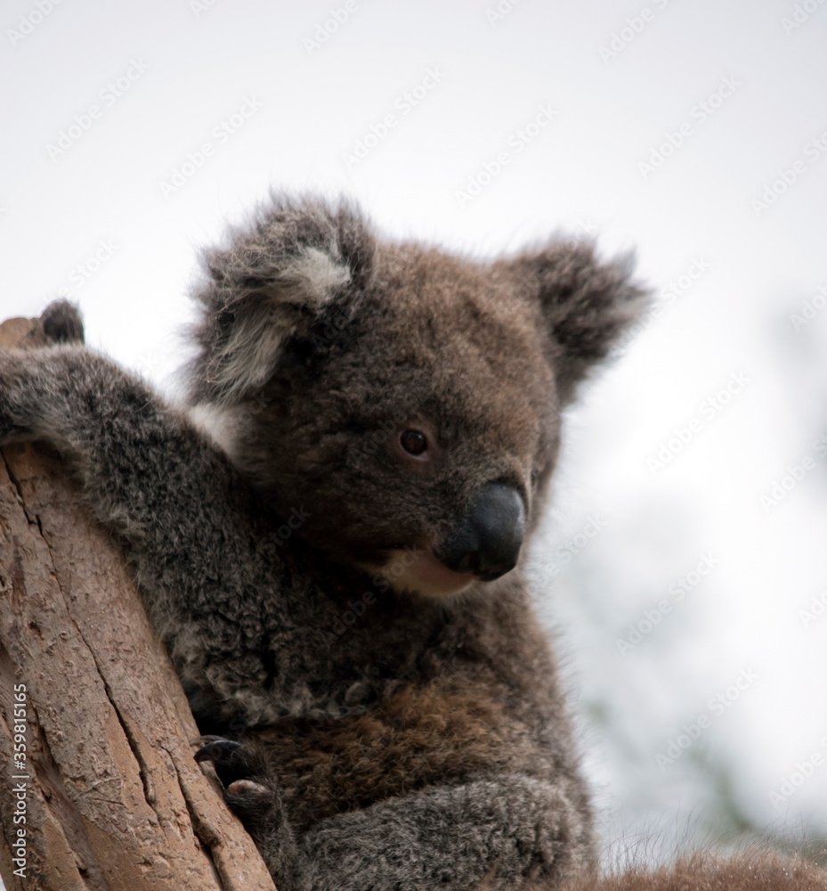 Naklejka premium this is a 10 month old joey koala rescued from the bush fires on kangaroo island