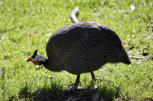 the helmeted Guinea fowl is looking for food