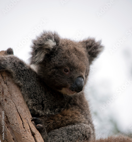 this is a 10 month old joey koala rescued from the bush fires on kangaroo island