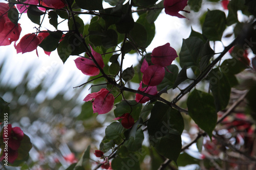 Flores flowers red vermelho nature natureza