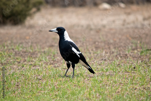 this is a side view of a magpie