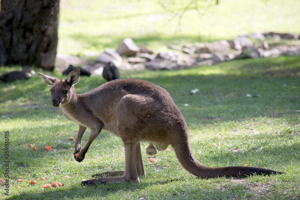 the male western kangaroo is eating a carrot