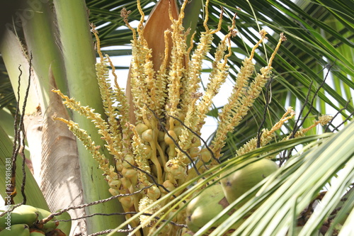 coconut palm tree flower