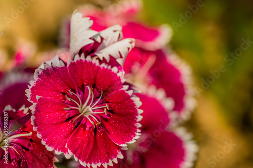 Red petunias with white edges