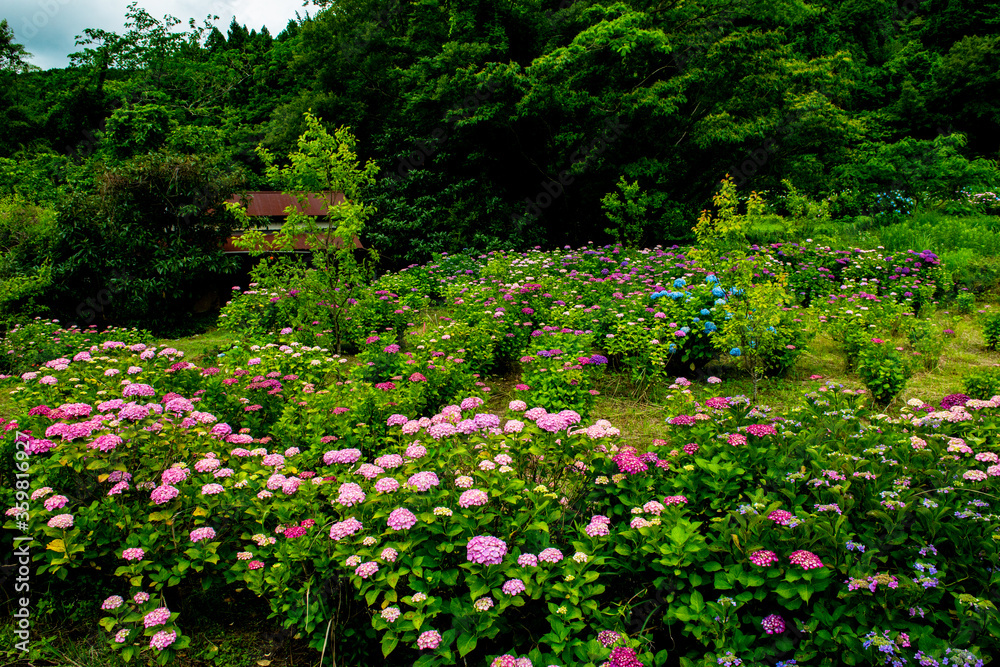 枝川内の紫陽花
