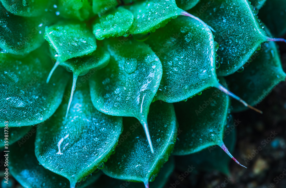 Obraz premium Macro of blue green succulent cactus