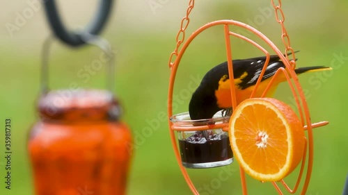 Baltimore Oriole on feeder eating grape jelly