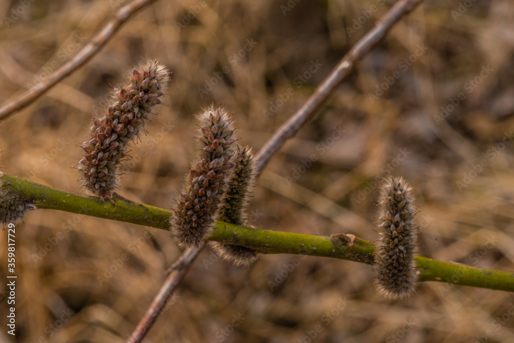 Rose-Gold seeds
