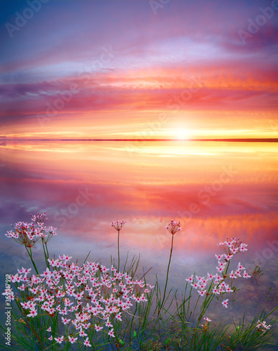 Stunning sunset on the lake with white wildflowers. Beautiful sunset over the river. Sunrise at lake. Inspirational calm sea with sunrise sky. Meditation ocean and sky background