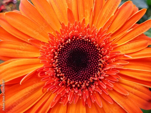 colorful of fresh flower in the garden