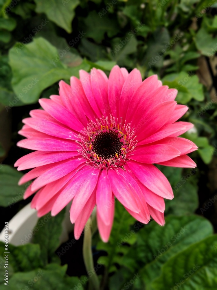 Obraz premium colorful of fresh flower in the garden
