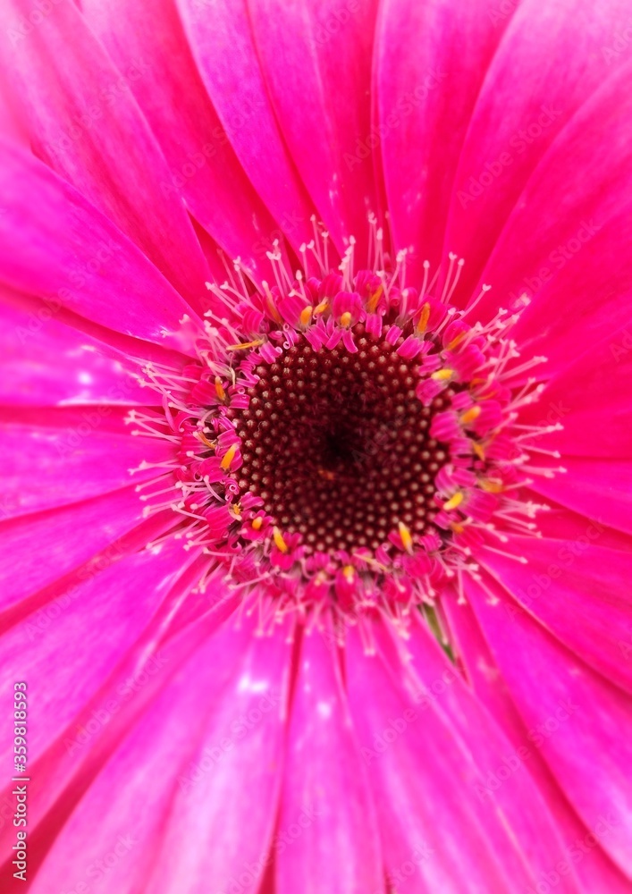 colorful of fresh flower in the garden colorful of fresh flower in the garden