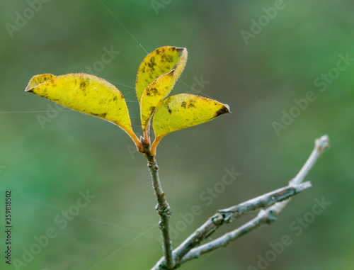 Small tree branch with three small green leaves © aminkorea