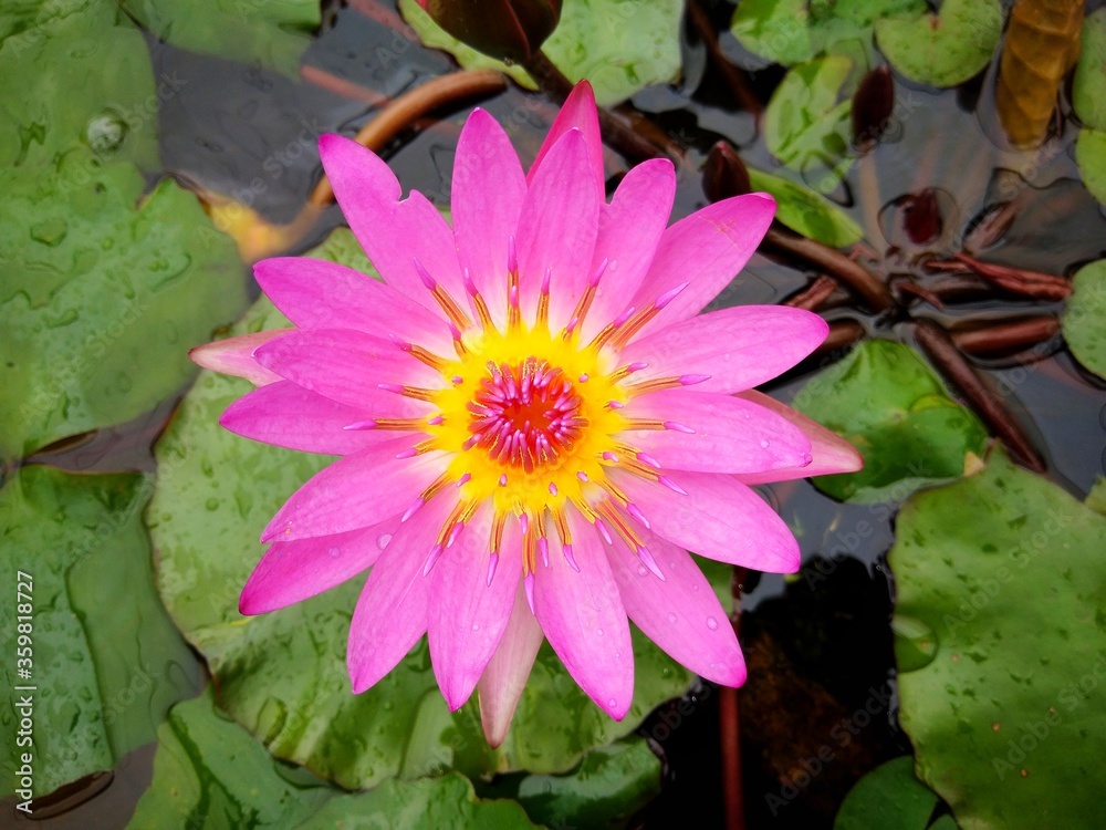colorful of fresh flower in the garden colorful of fresh flower in the garden