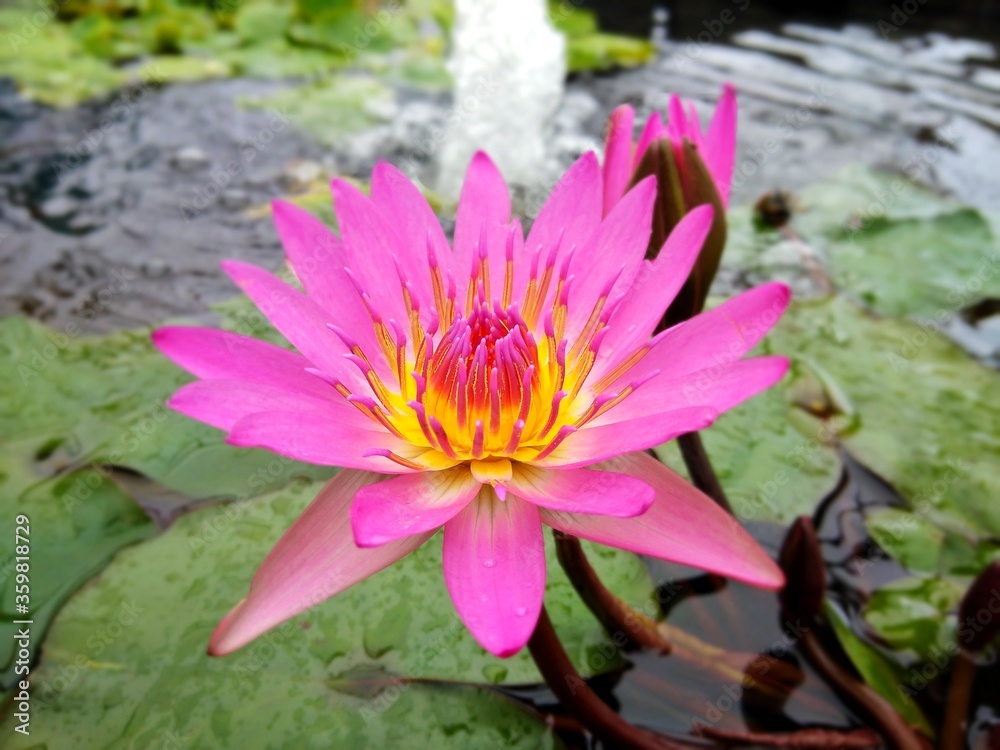 colorful of fresh flower in the garden colorful of fresh flower in the garden