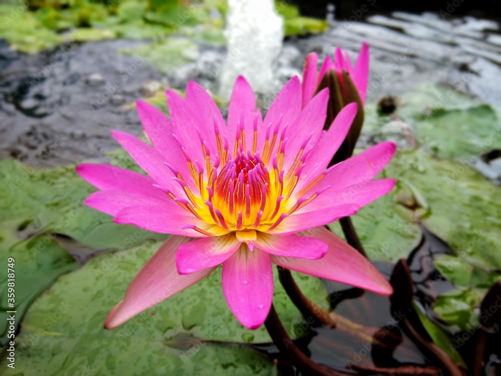 colorful of fresh flower in the garden colorful of fresh flower in the garden