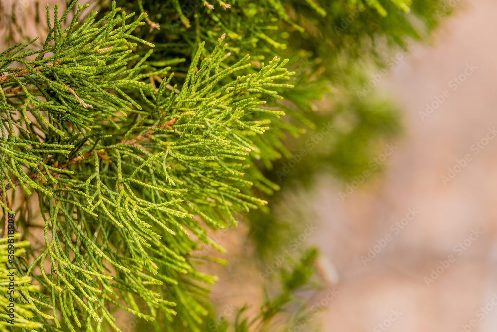Bright green pine needles
