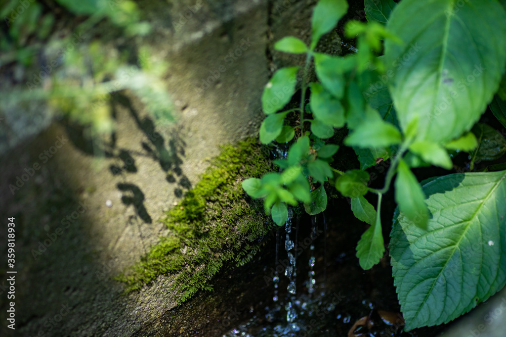 湧水と苔 湧水と苔