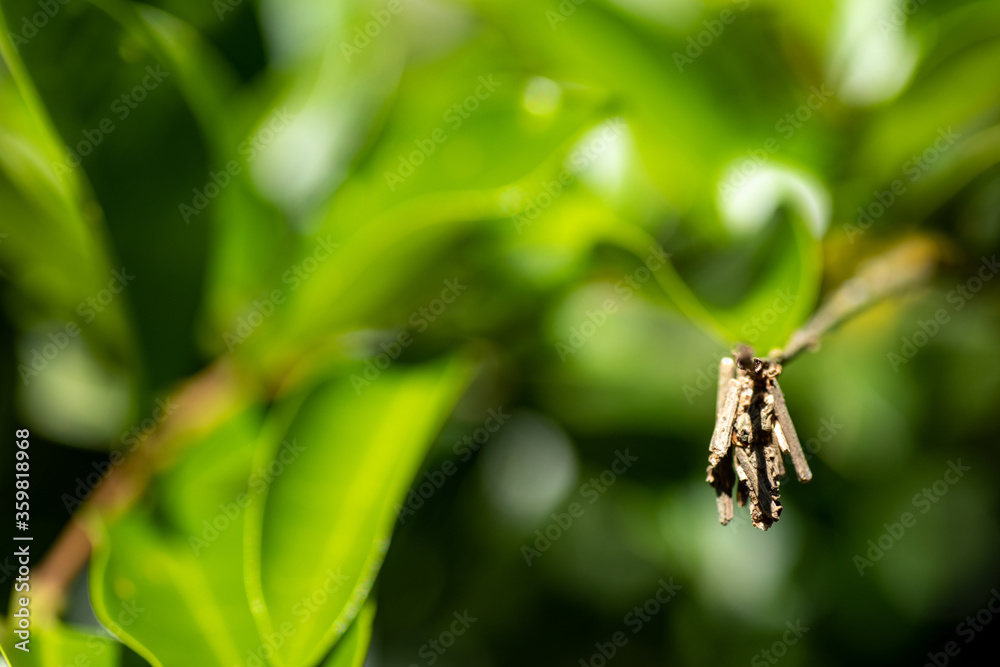 Fototapeta premium 葉っぱについた蓑虫