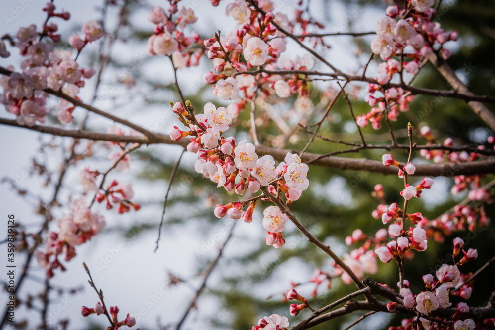 Closeup of young cherry blossoms Closeup of young cherry blossoms
