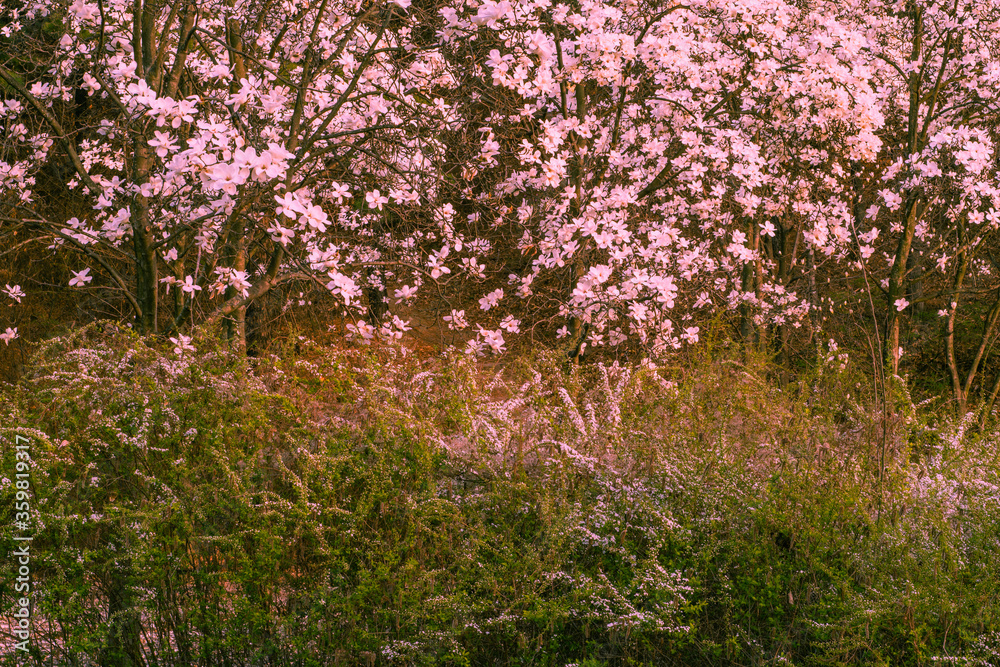 Beautiful dogwood flowers in early spring.