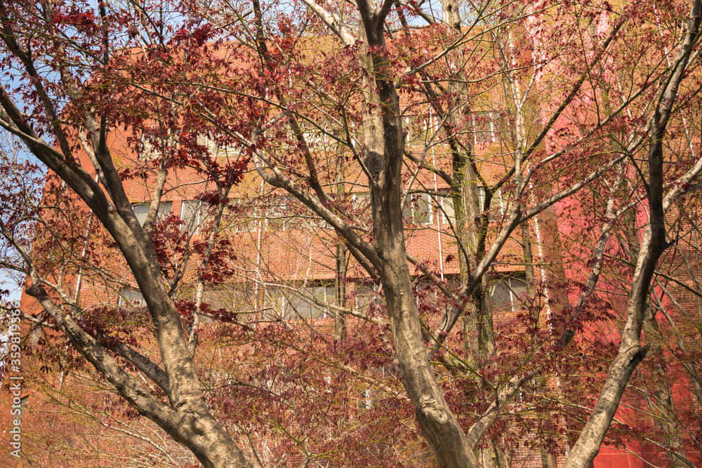Maple tree hiding red brick building Maple tree hiding red brick building