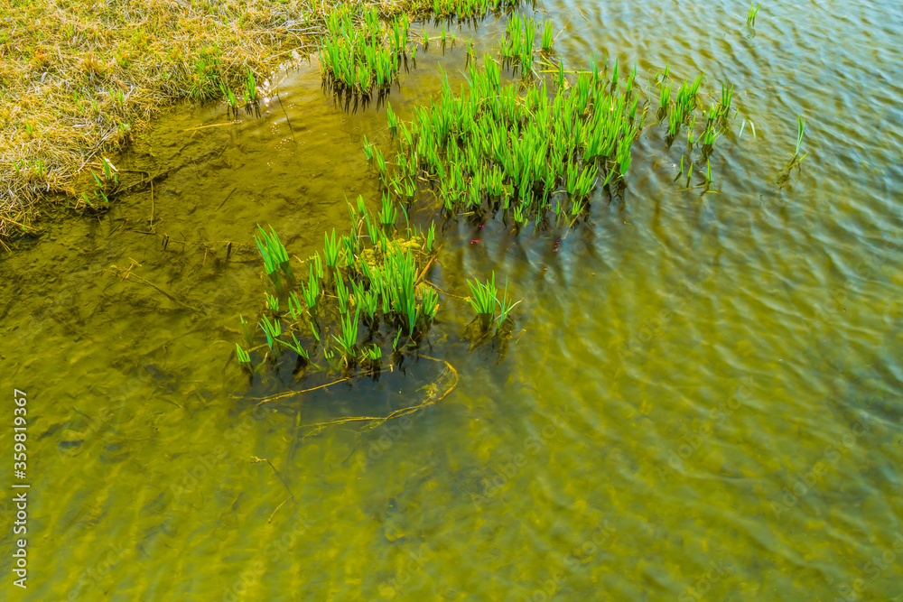 Young green reeds near shore Young green reeds near shore