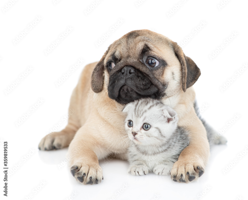 Pug puppy embraces tiny kitten. Pets look away together on empty space. isolated on white background