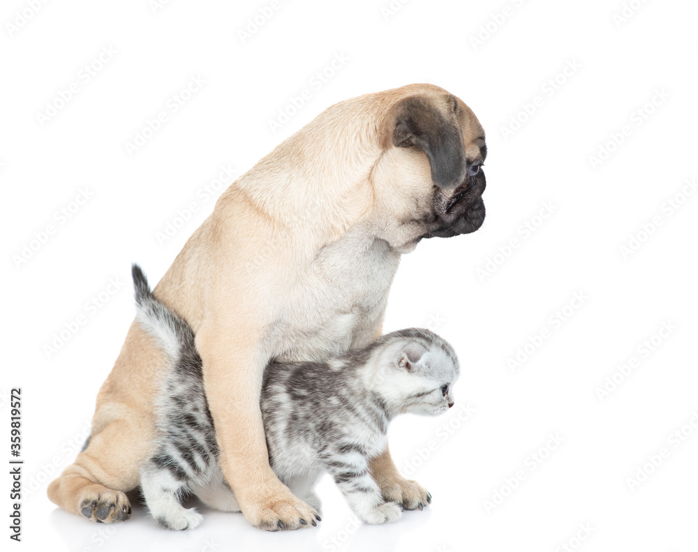 Pug puppy and tiny scottish kitten look away together on empty space. Isolated on white background Pug puppy and tiny scottish kitten look away together on empty space. Isolated on white background