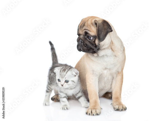 Pug puppy and scottish kitten sit together and look away on empty space. isolated on white background