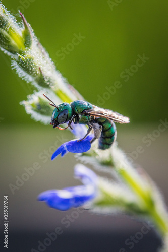 Close up image of colorful cuckoo wasp resting on a little flowers