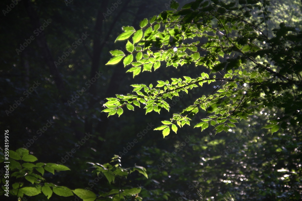 leaves in light leaves in light
