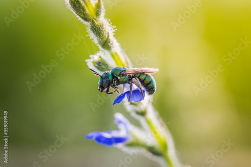 Close up image of colorful cuckoo wasp resting on a little flowers