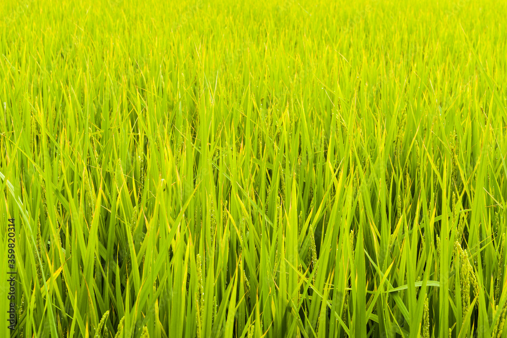 Closeup of rice paddy