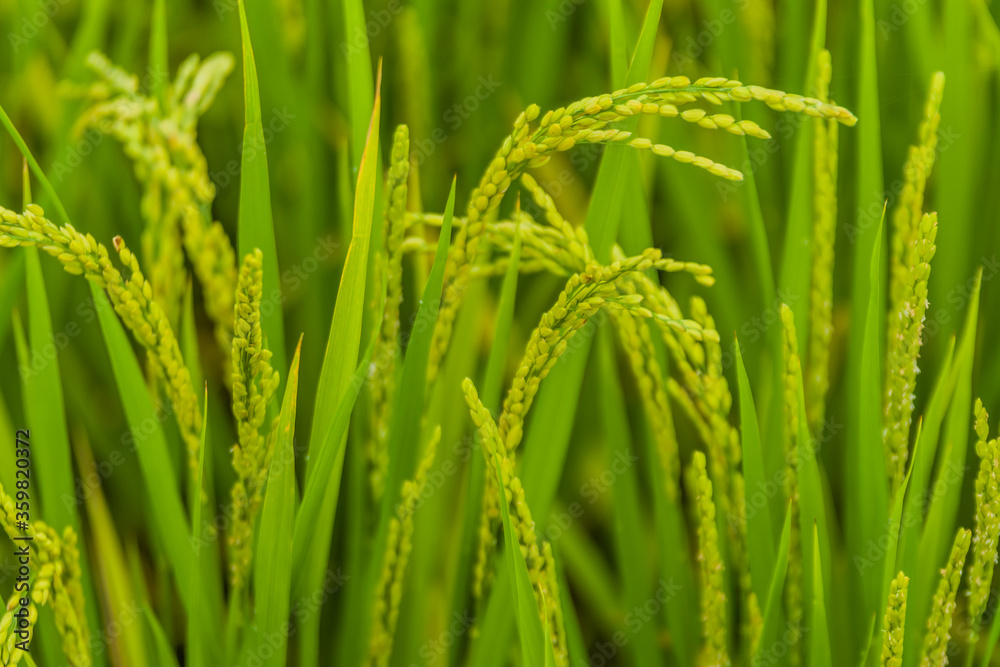 Closeup of grains of rice