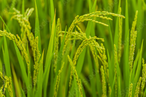 Closeup of grains of rice