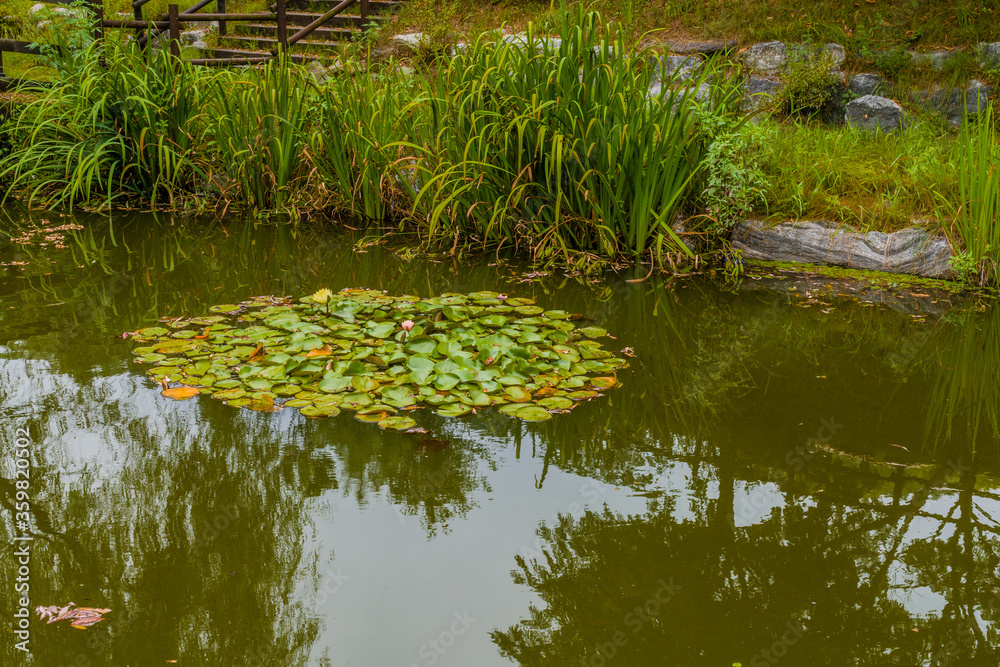 Lily pad with one beautiful yellow lily and one reddish lily in shallow pond with tall reeds on the shoreline. Lily pad with one beautiful yellow lily and one reddish lily in shallow pond with tall reeds on the shoreline.