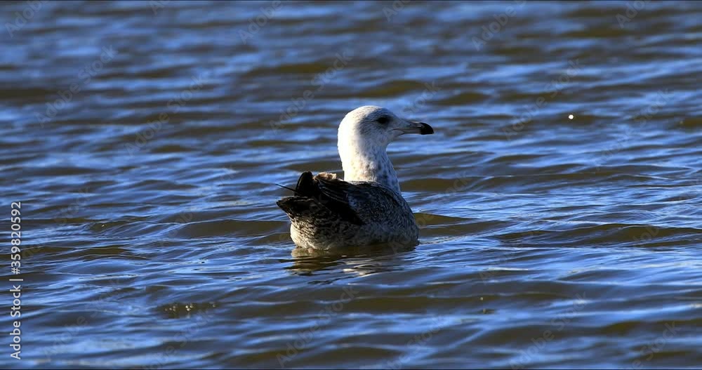 Seagull bathing on the river. Natural scene from north America. Seagull bathing on the river. Natural scene from north America.