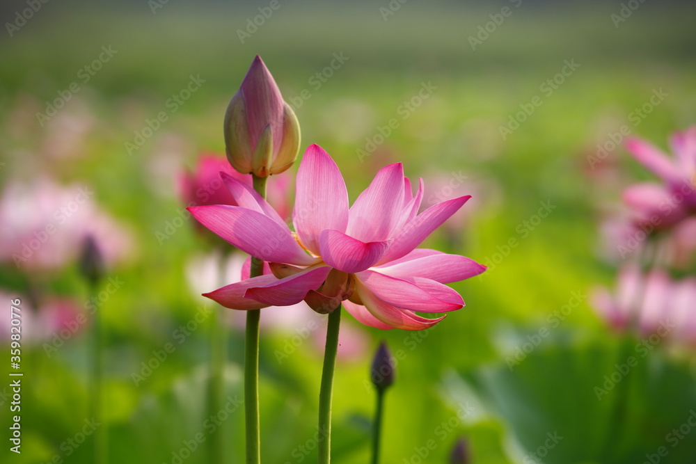 lotus