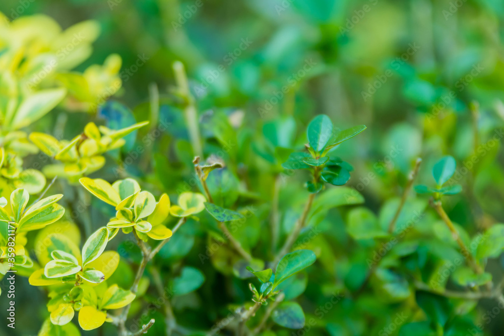 Shrub leaves that have turned yellow Shrub leaves that have turned yellow