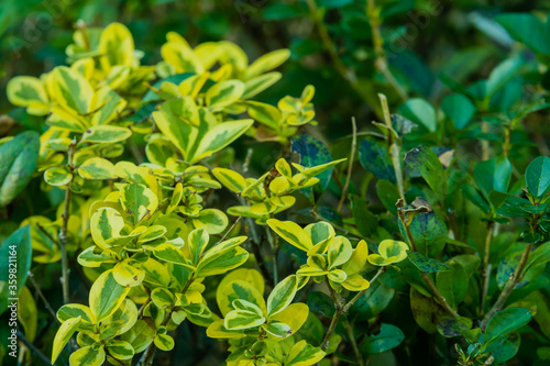 Shrub leaves that have turned yellow