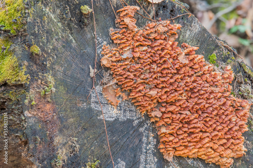 Fotografie Small brown shelf mushrooms on side of tree.