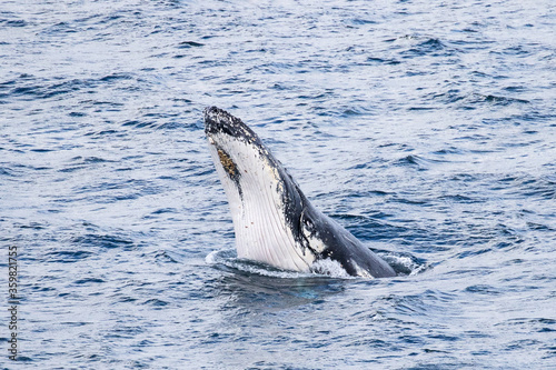 Humpback Whale breaching with head out of water