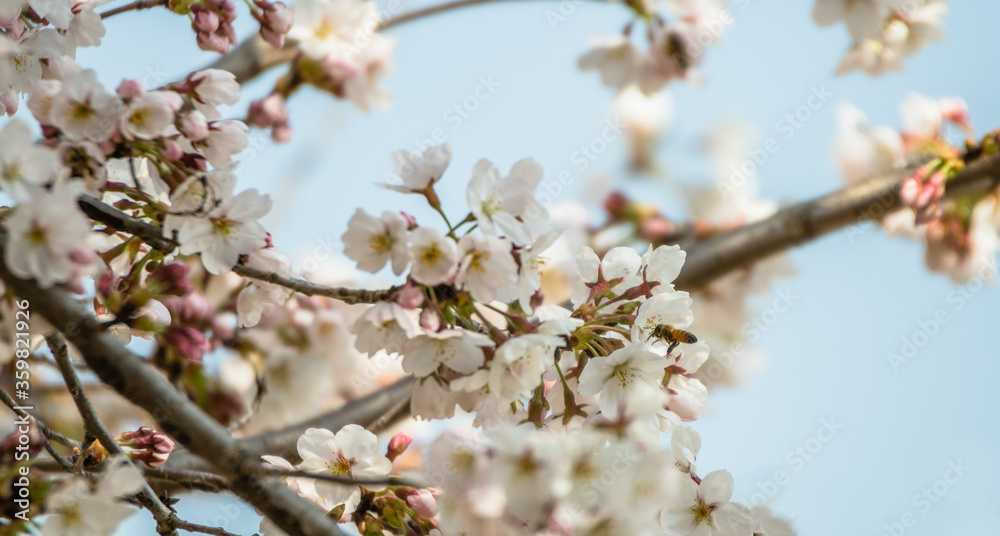 Bee on cherry blossom gathering nectar