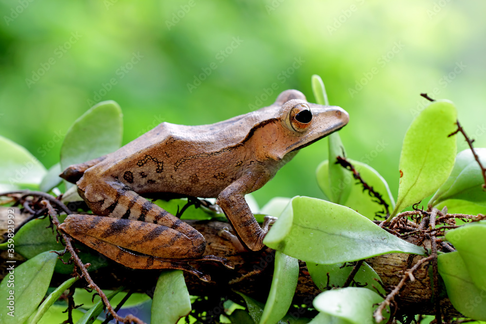 Obraz premium Borneo eared tree frog, polypedates otilophus