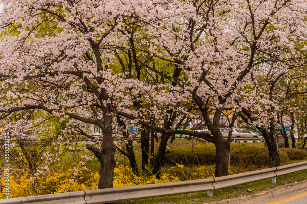 Beautiful cherry blossom tree