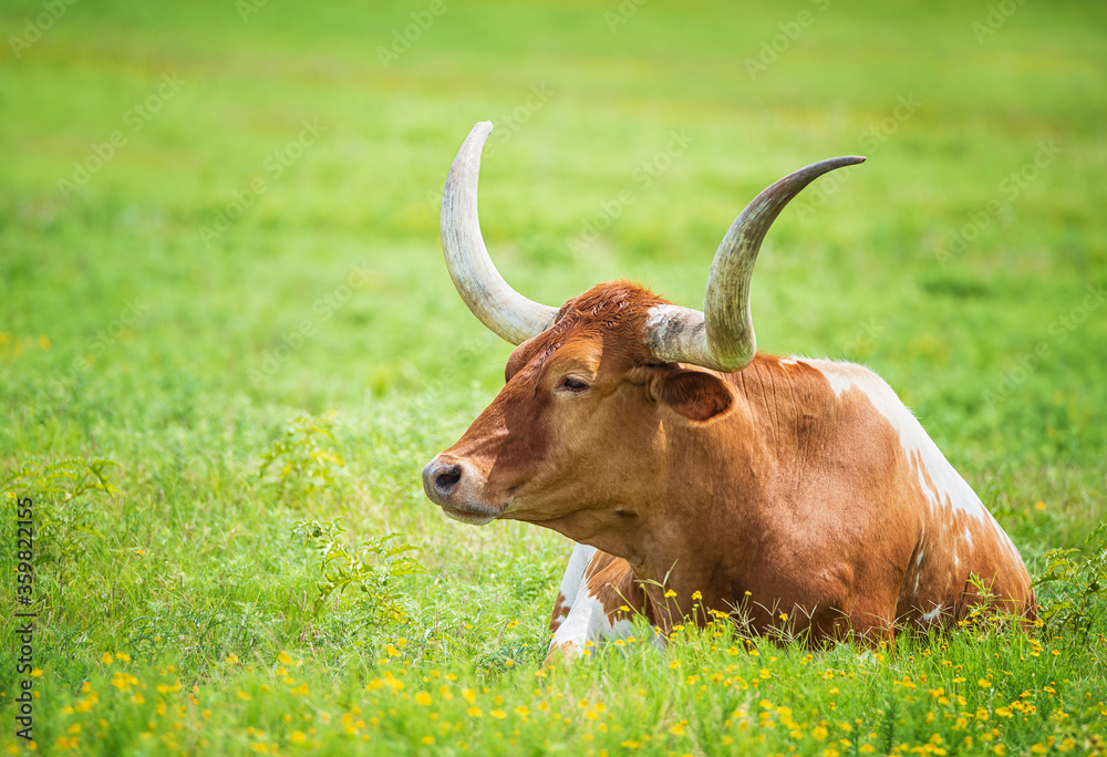 Texas longhorn lying down in green grass and yellow flowers in the summer pasture. Texas longhorn lying down in green grass and yellow flowers in the summer pasture.
