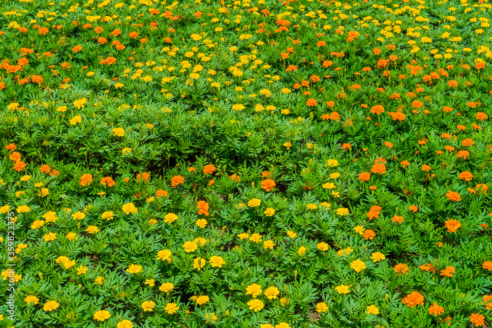 Yellow and orange flowers