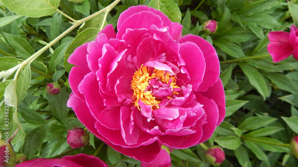 Obraz premium pink peony 